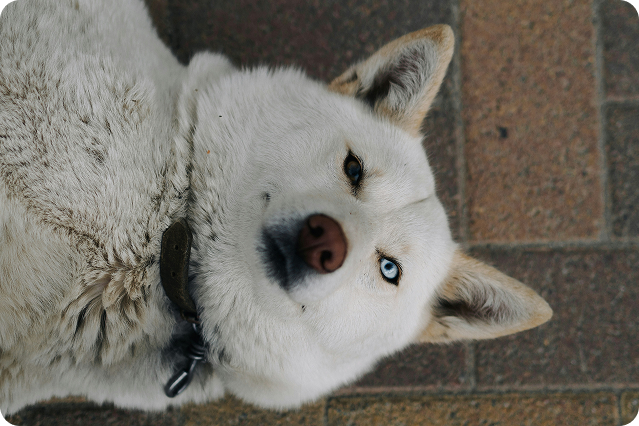 Kapky do oci pro psy